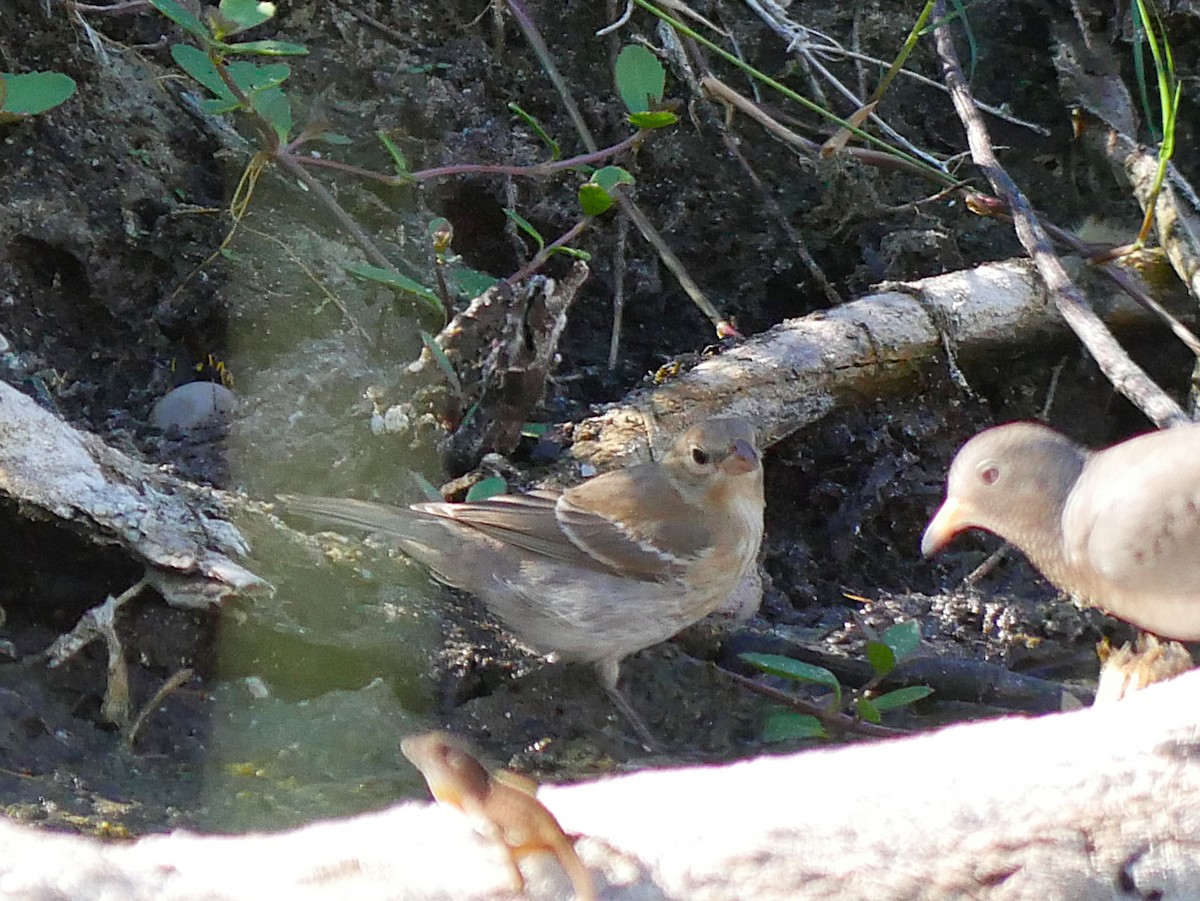 Lazuli Bunting - ML643389318