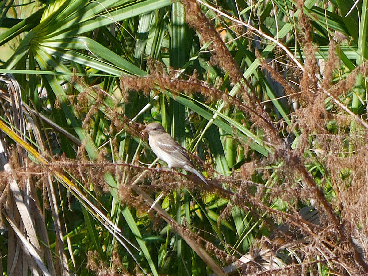 Lazuli Bunting - ML643389320