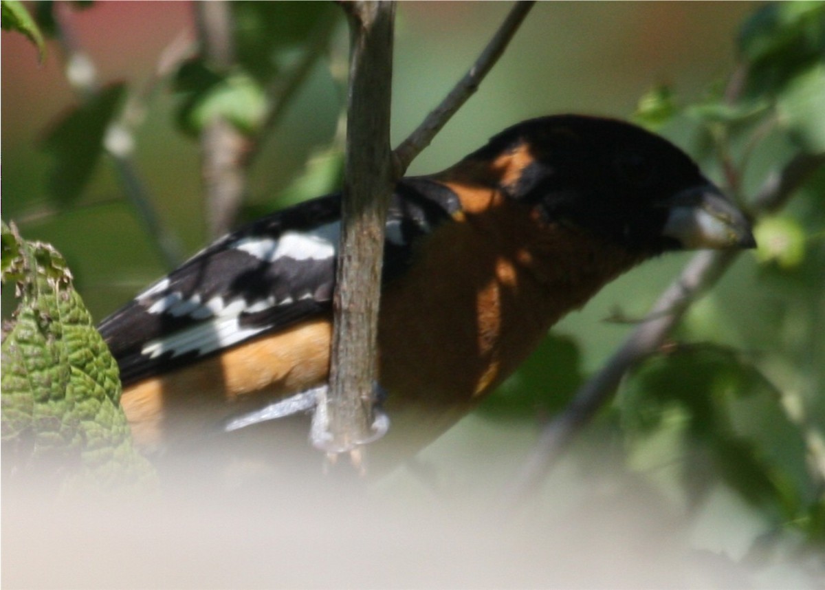 Black-headed Grosbeak - ML643389323