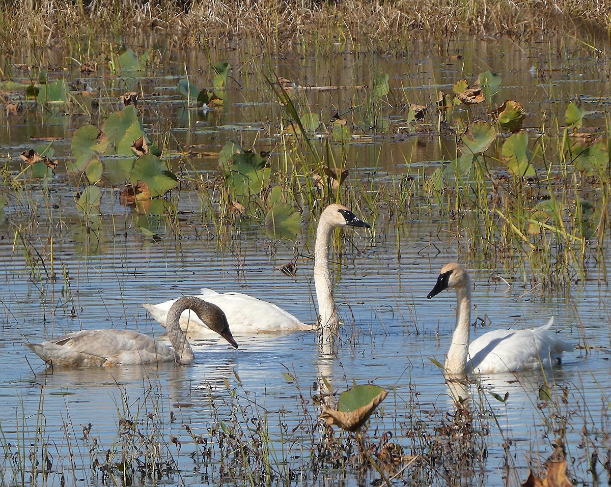 Trumpeter Swan - ML643389325