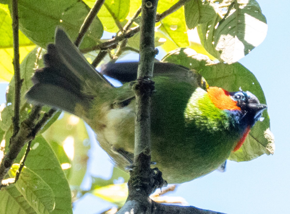 Red-necked Tanager - ML643389327