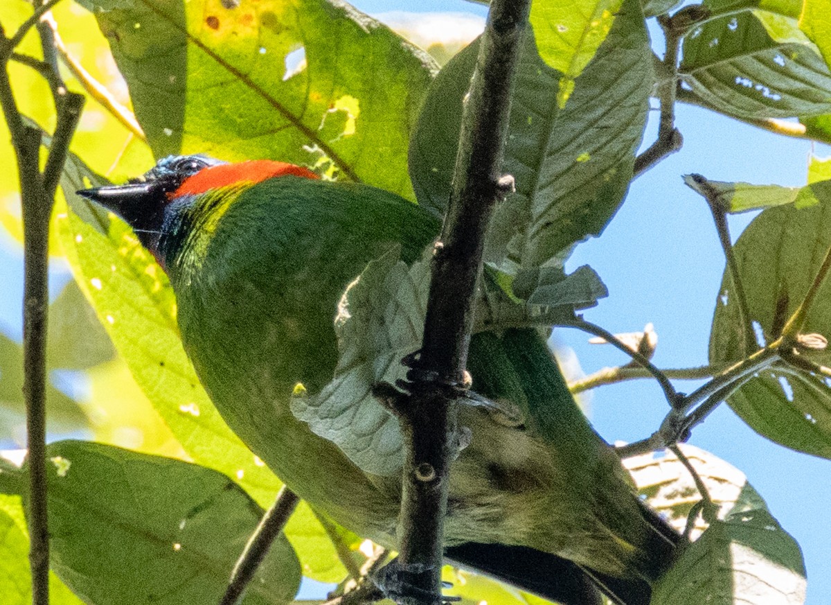 Red-necked Tanager - ML643389328