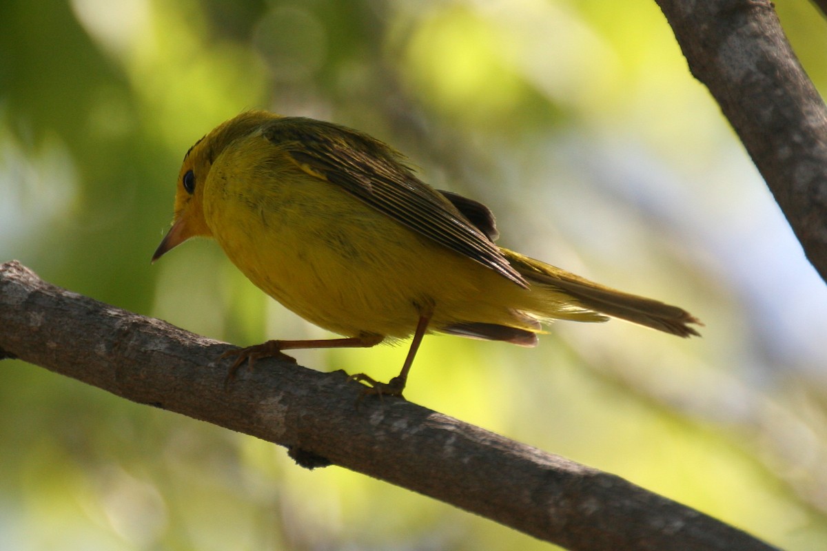 Wilson's Warbler - ML643389329