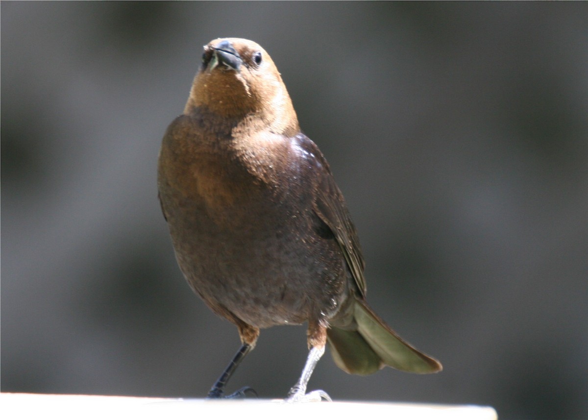 Brown-headed Cowbird - ML643389339