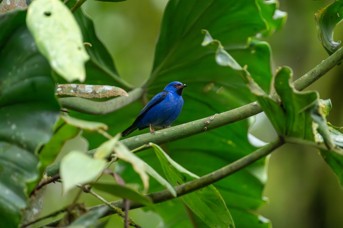 Blue Dacnis - ML643389354