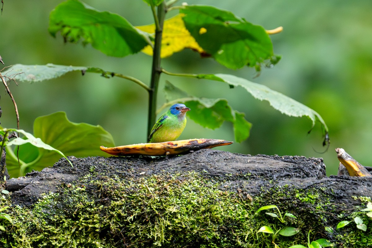 Blue Dacnis - ML643389355