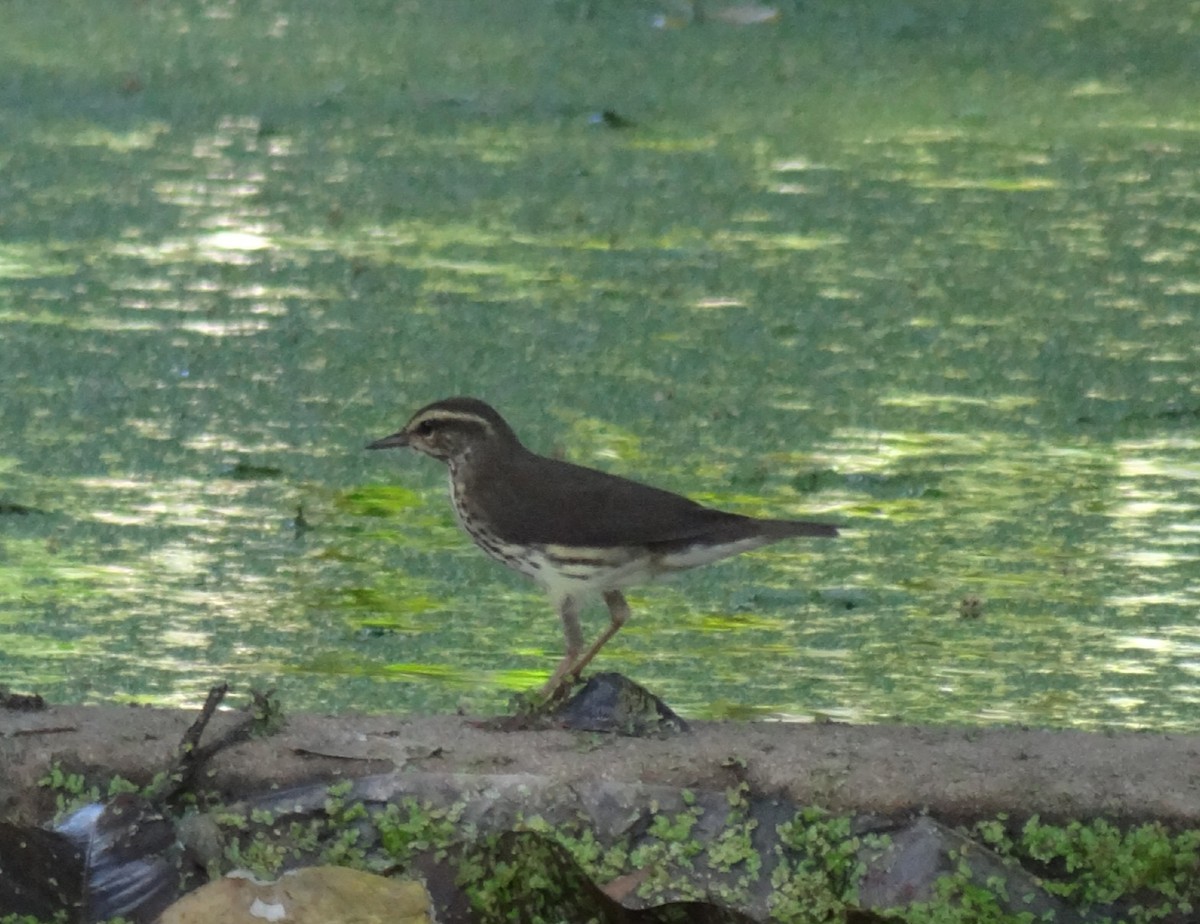 Northern Waterthrush - ML643389356
