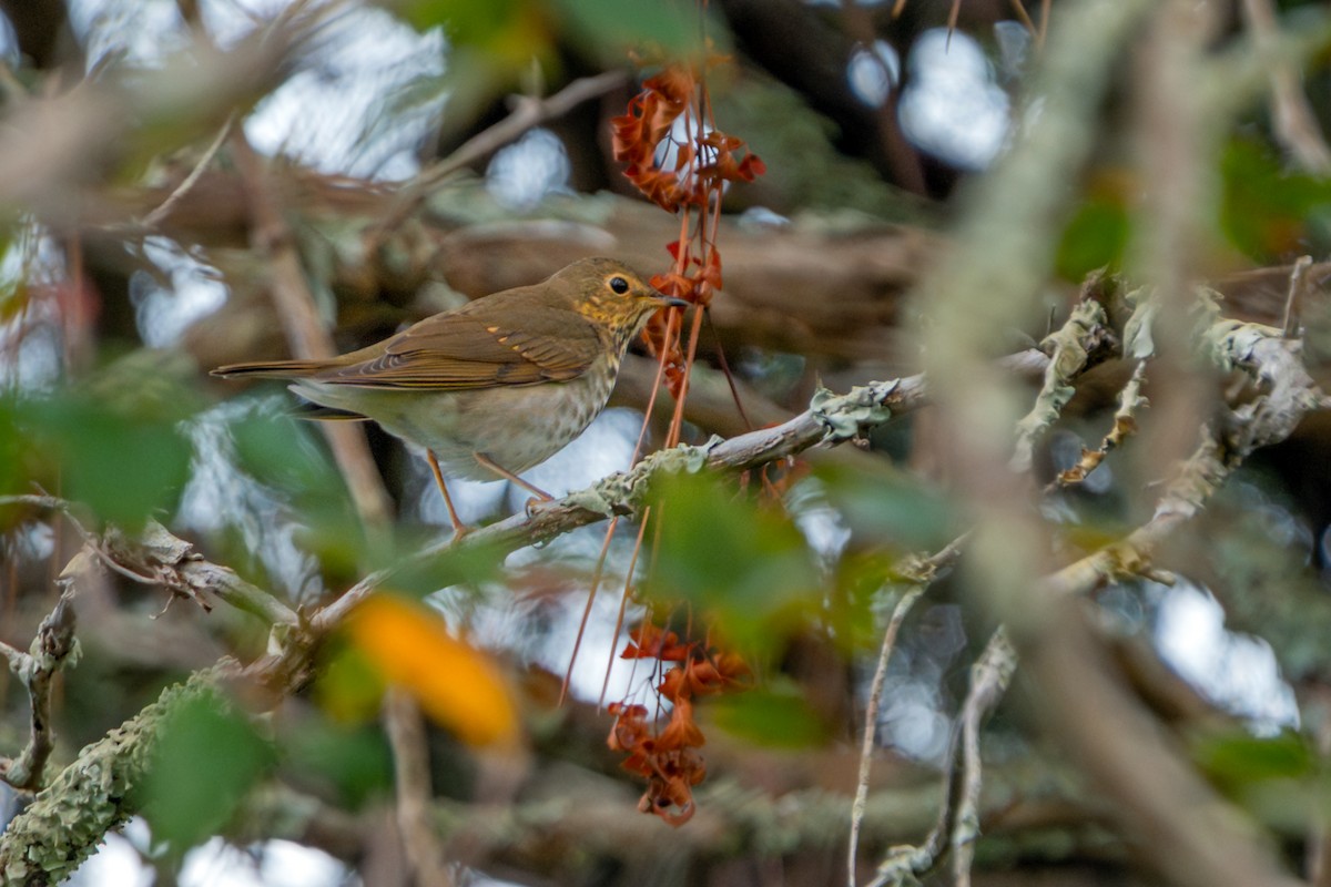 Swainson's Thrush - ML643389360