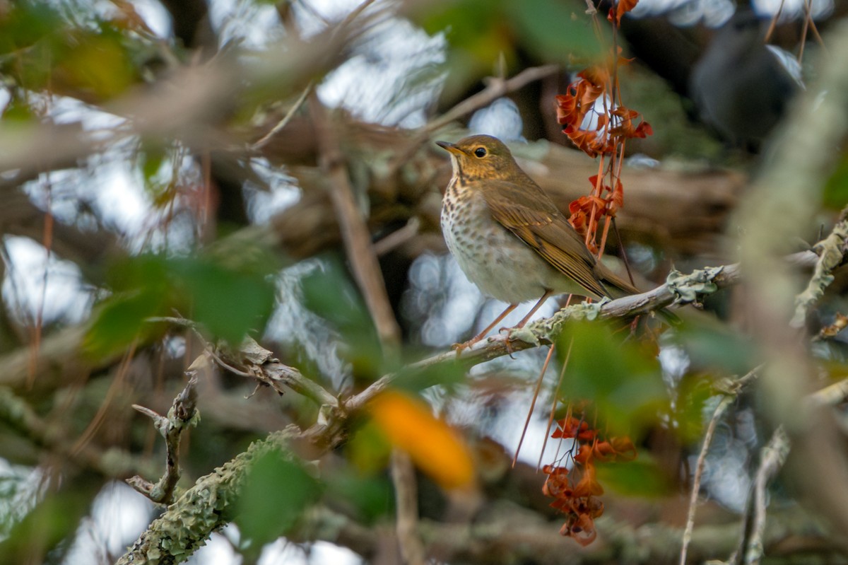 Swainson's Thrush - ML643389361