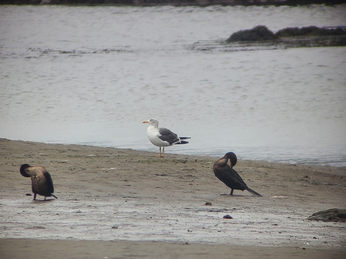 Zafferano - ML643389366