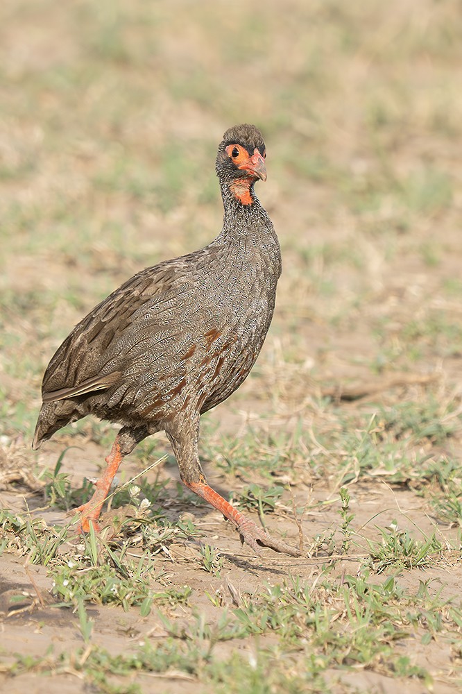 Francolin à gorge rouge - ML643389394