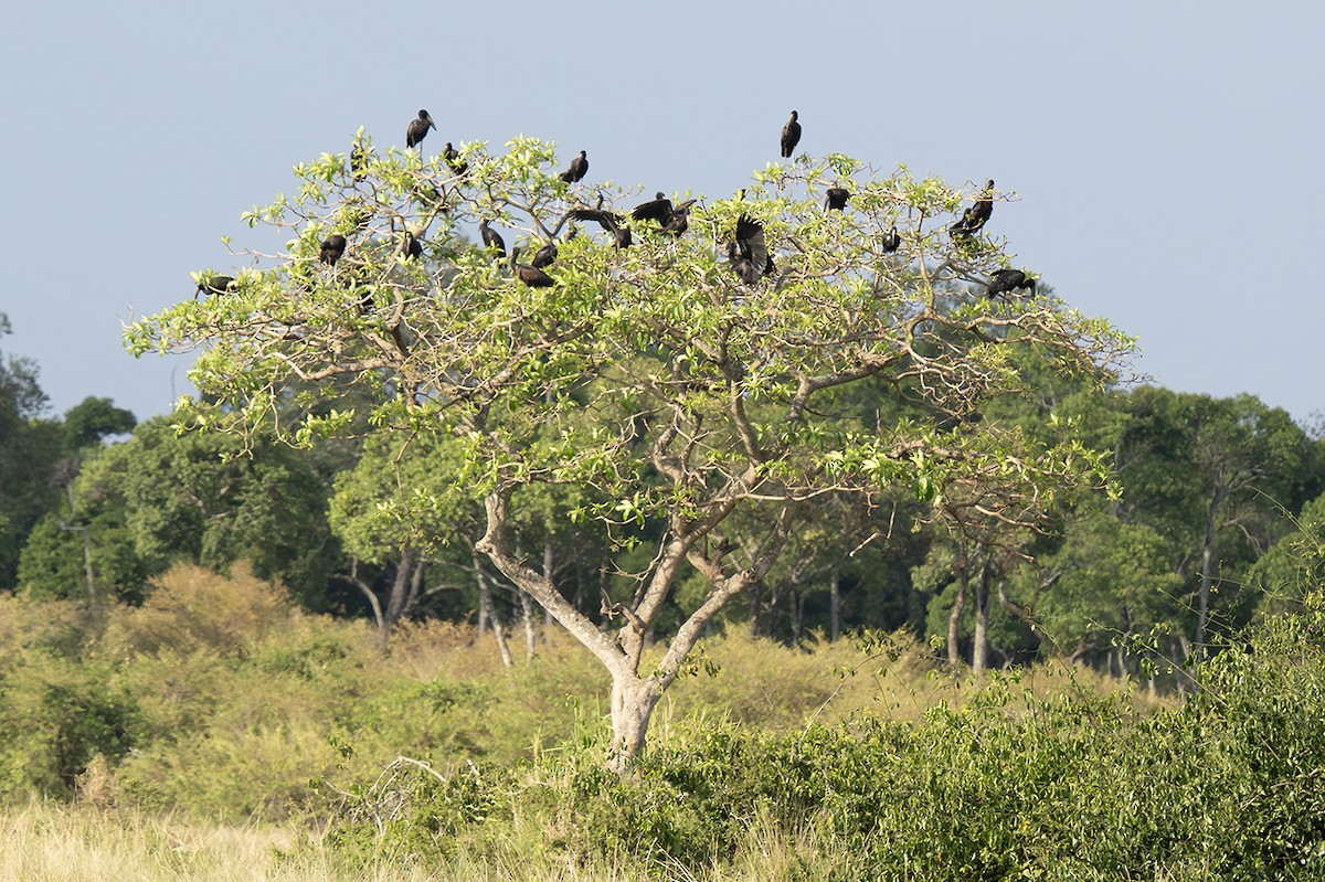 African Openbill - ML643389455