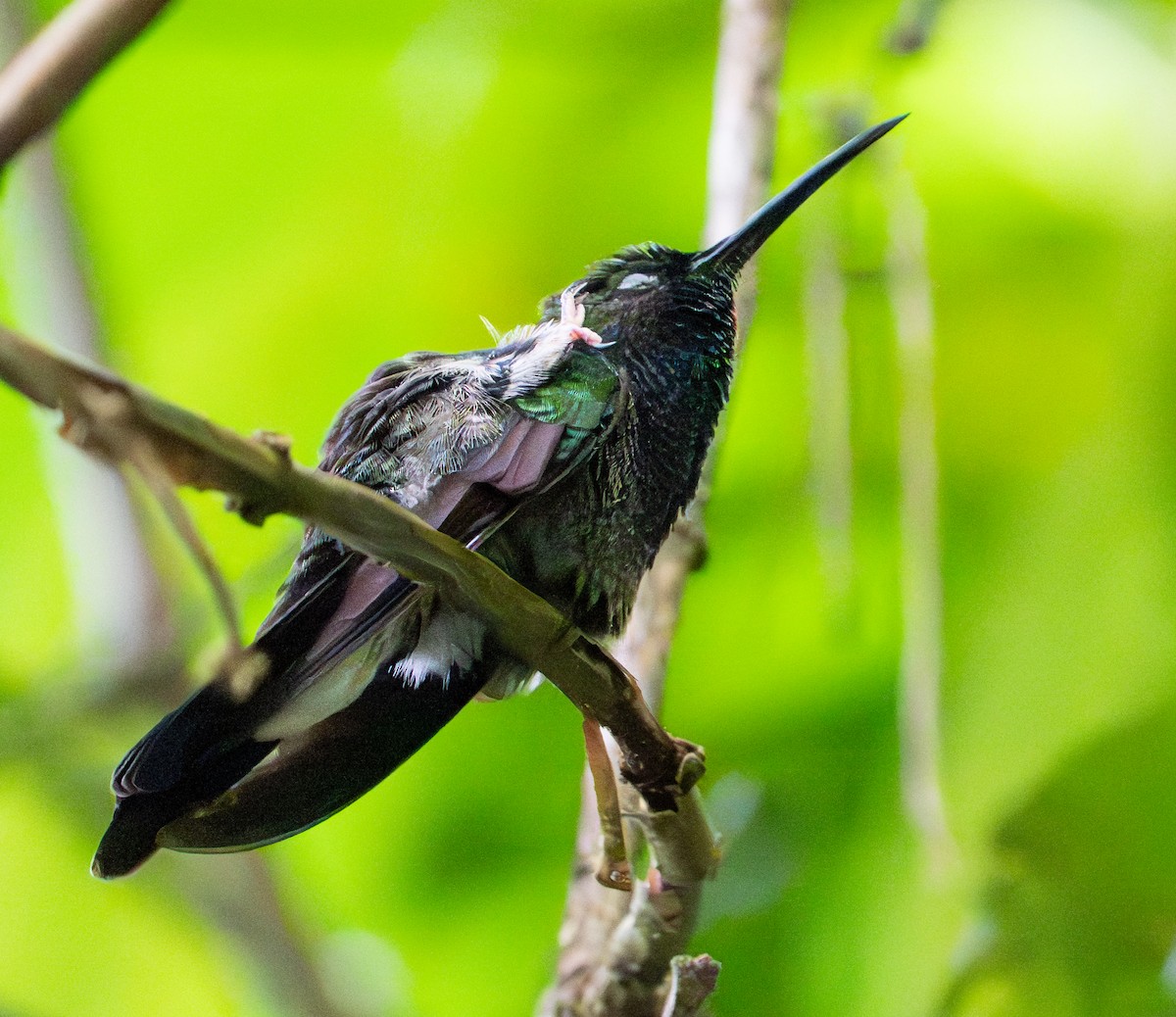 White-vented Plumeleteer - ML643389457
