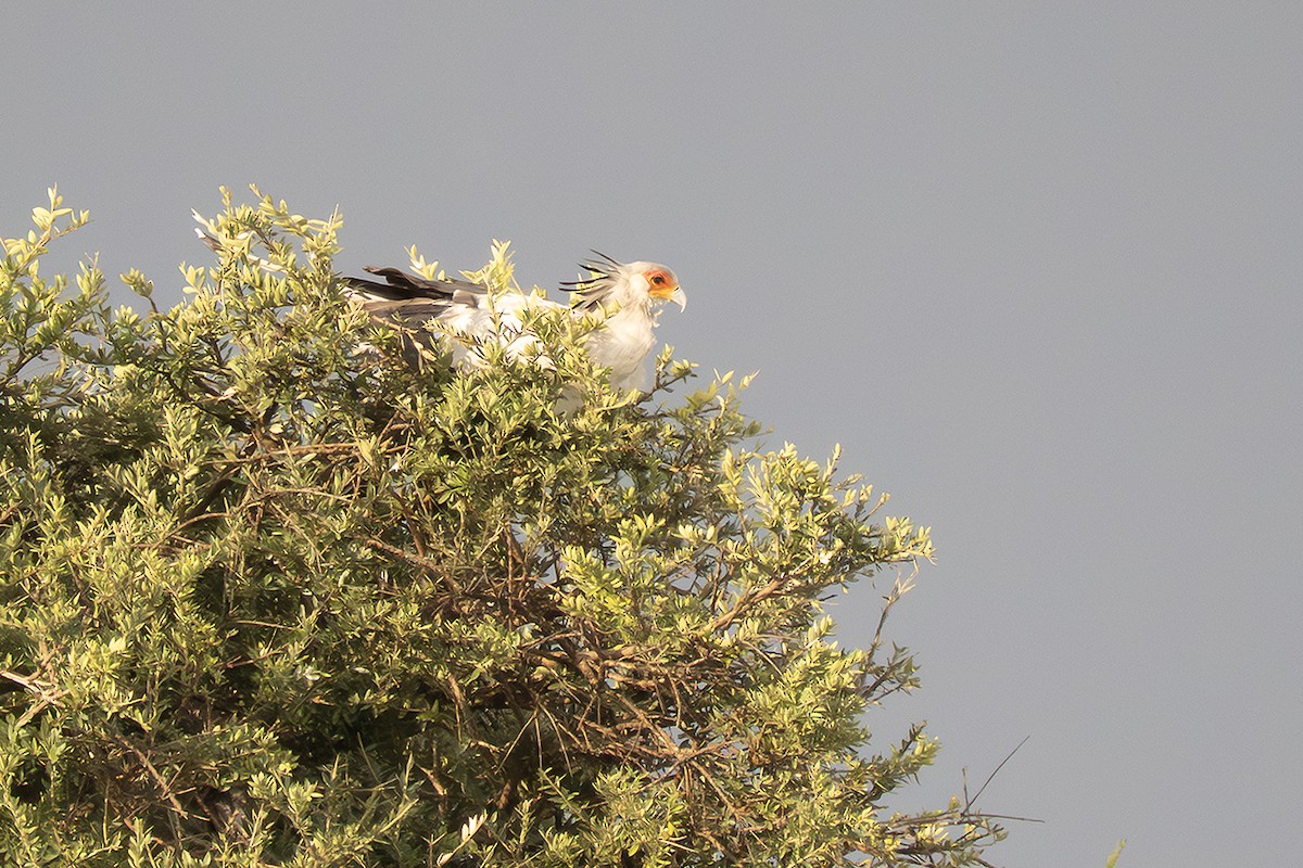 Secretarybird - ML643389476