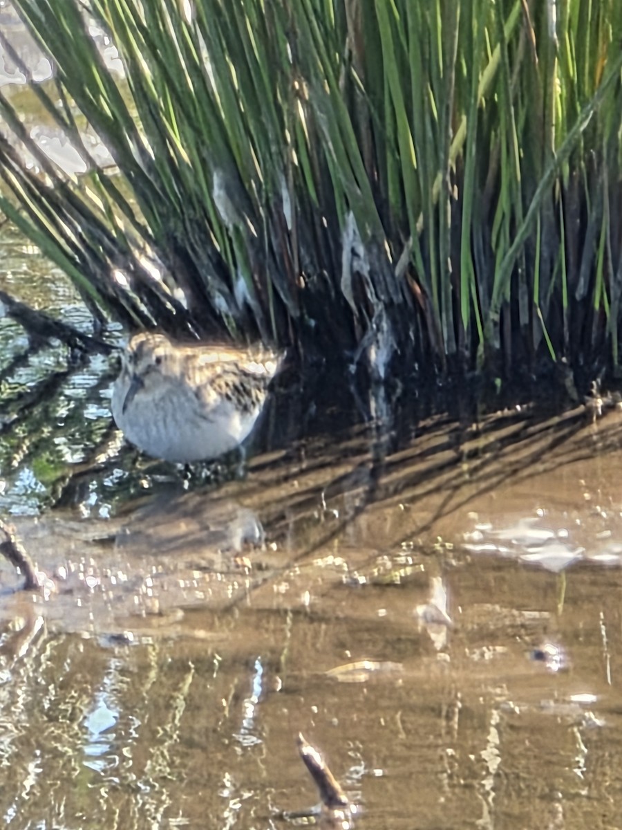 Baird's Sandpiper - ML643389480