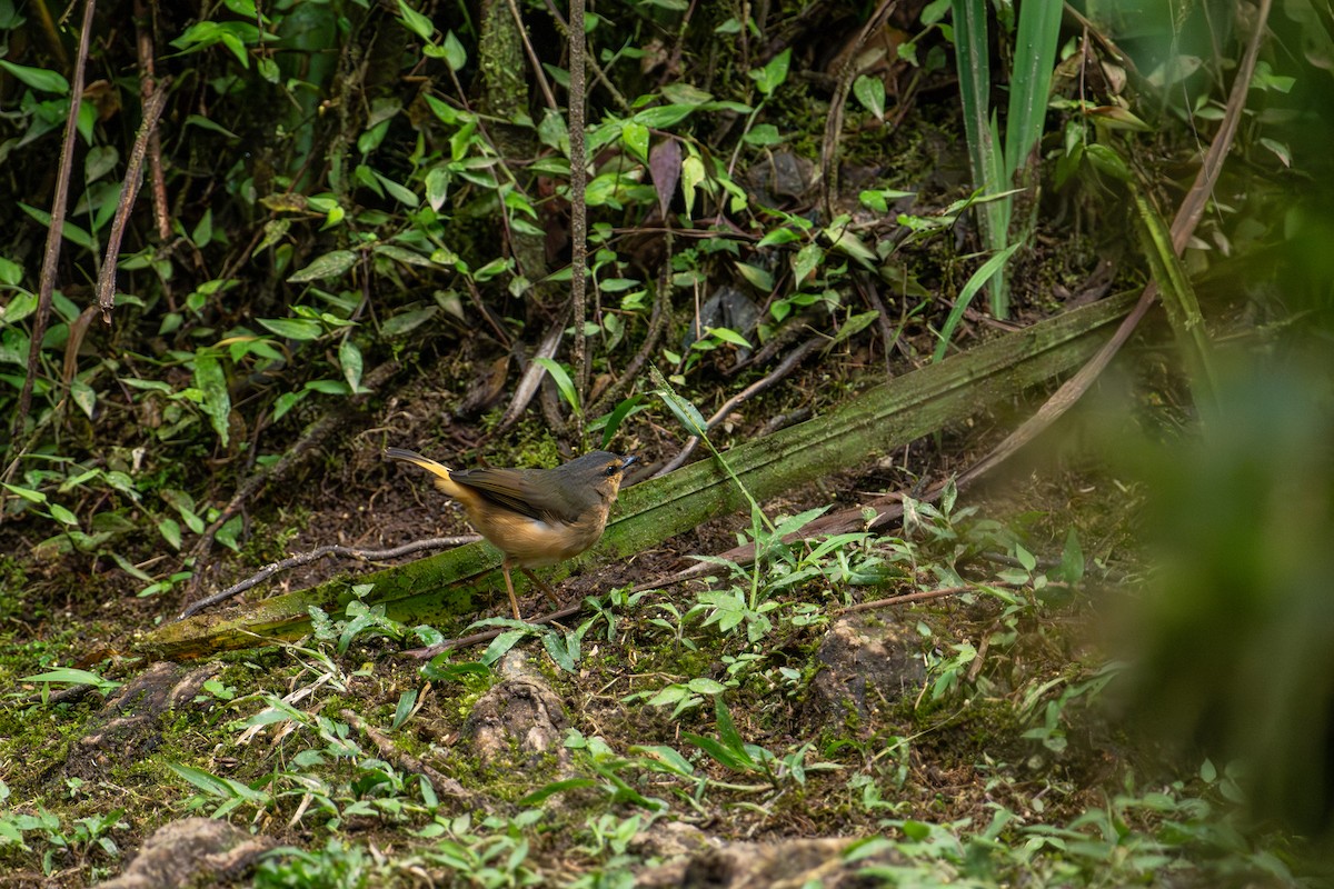 Buff-rumped Warbler - ML643389495