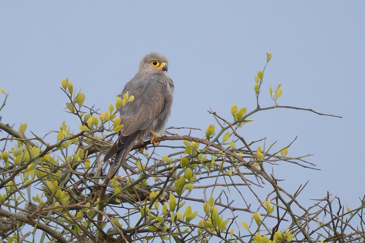 Gri Kerkenez - ML643389510