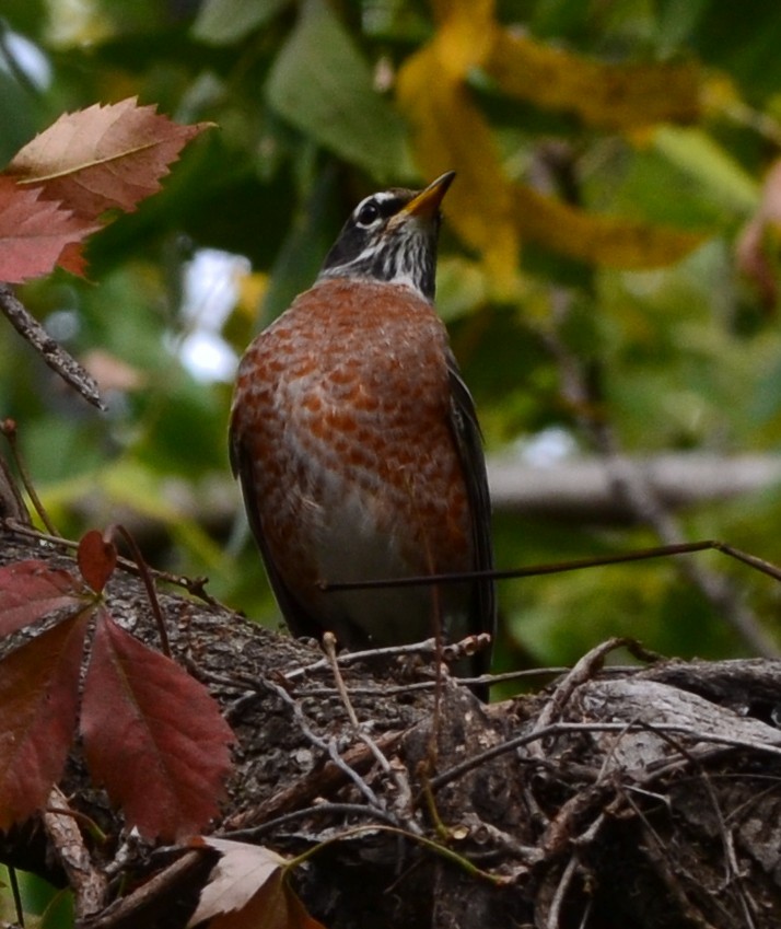 Странствующий дрозд - ML643389531