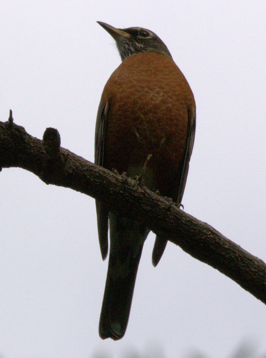 Странствующий дрозд - ML643389532