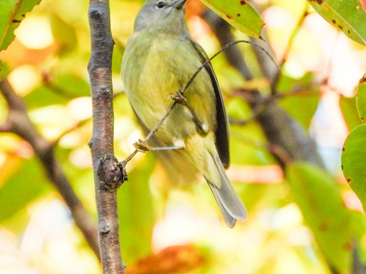 Orange-crowned Warbler - ML643389550