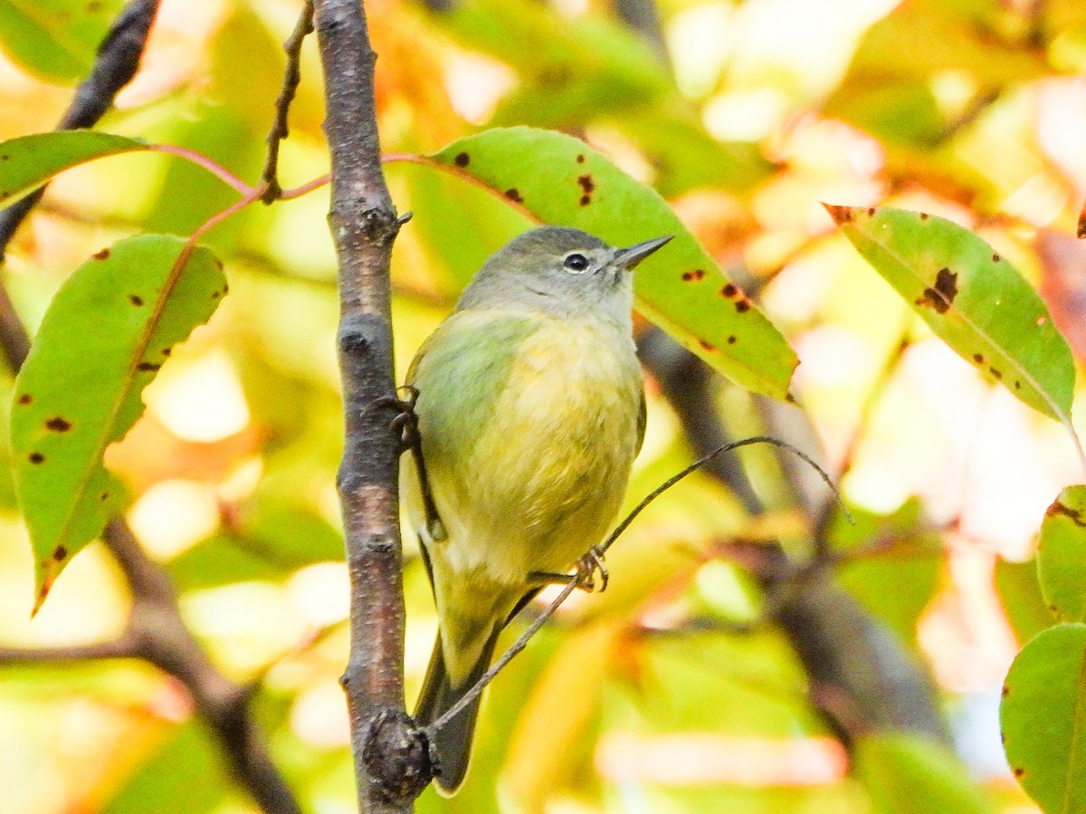 Orange-crowned Warbler - ML643389552