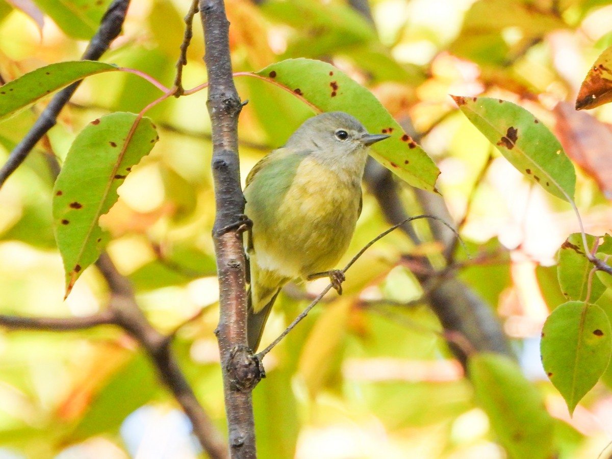 Orange-crowned Warbler - ML643389558