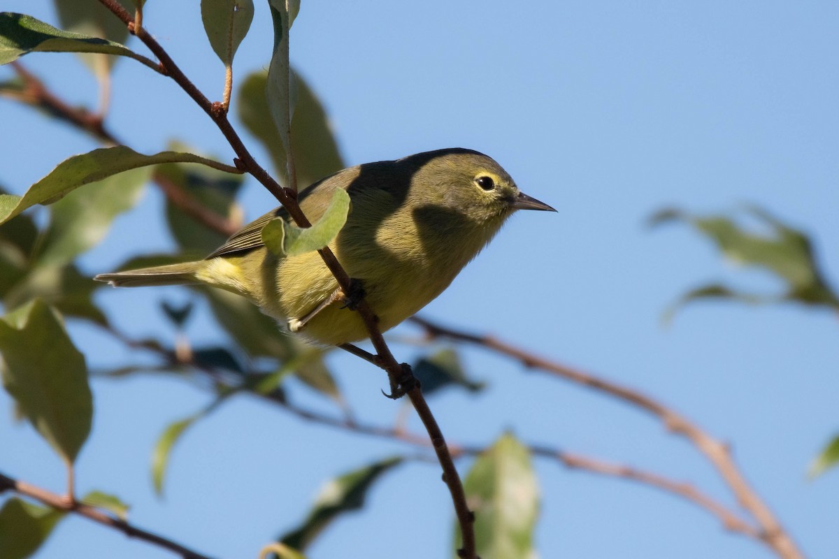 Orange-crowned Warbler - ML643389578