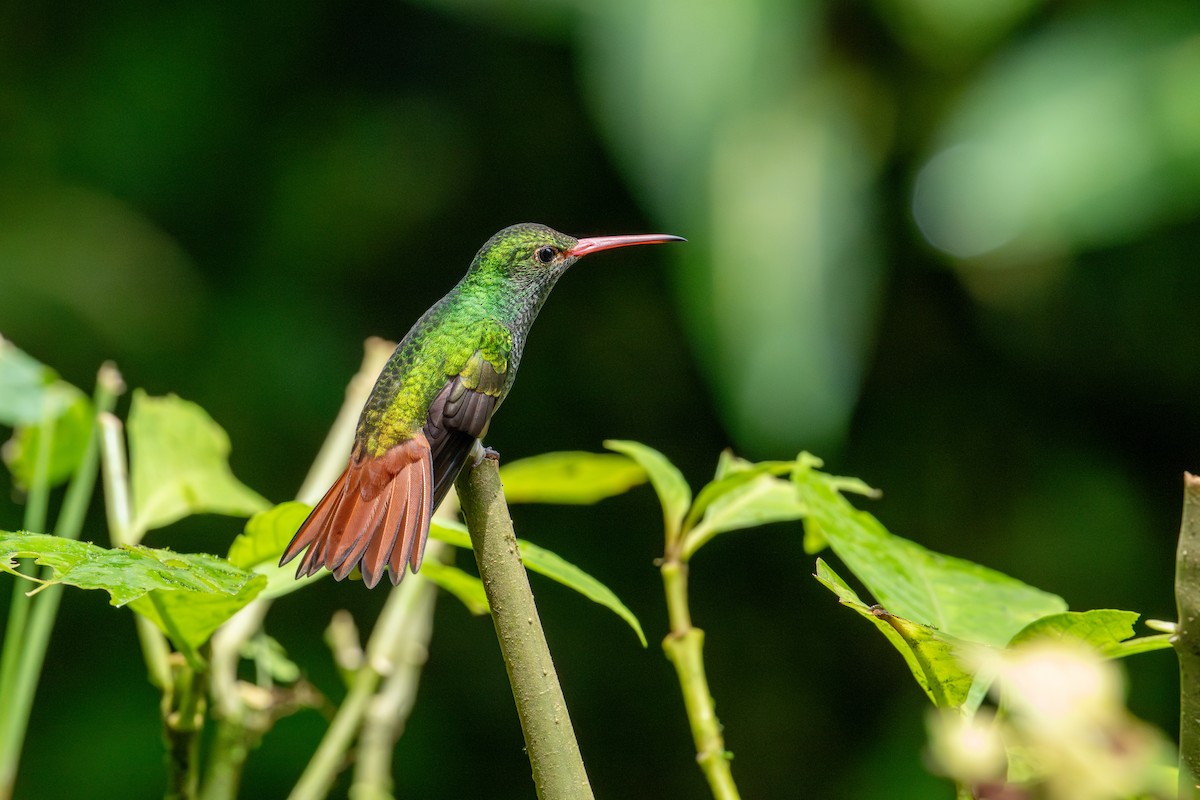 Rufous-tailed Hummingbird - ML643389585
