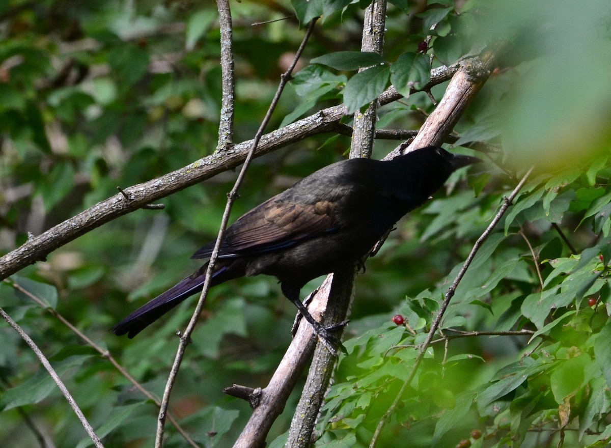 Пурпурный гракл - ML643389587