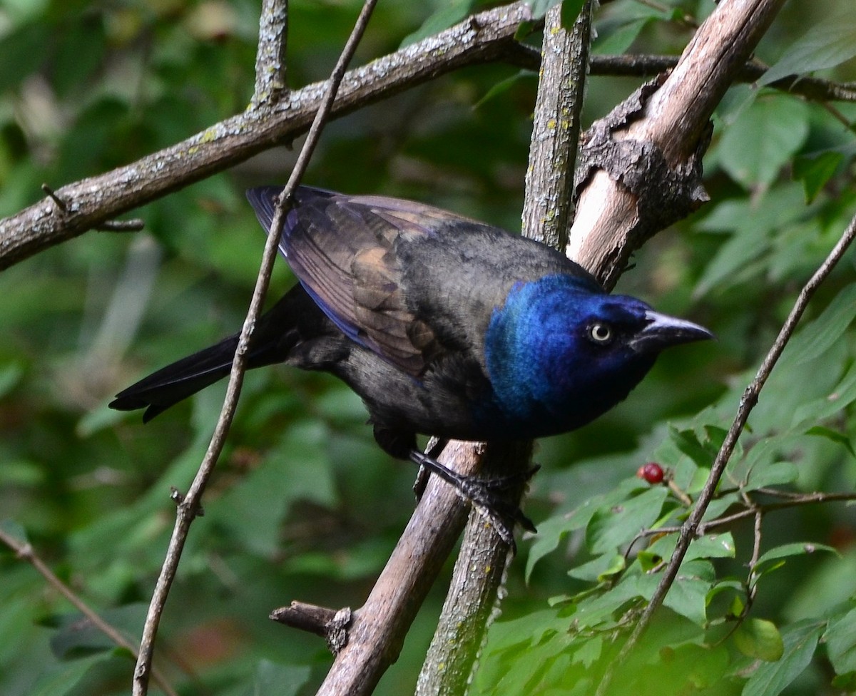 Пурпурный гракл - ML643389588