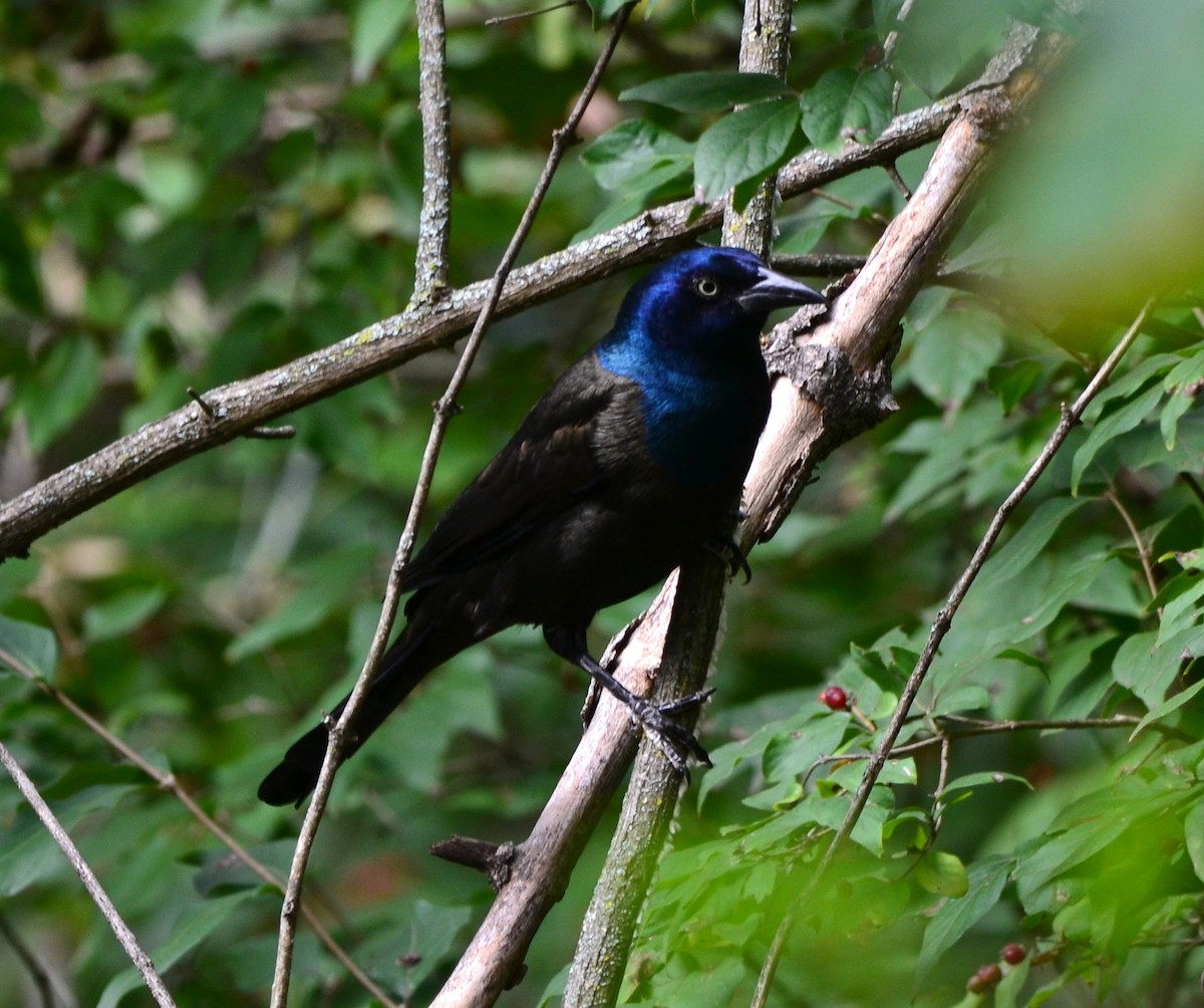 Пурпурный гракл - ML643389589