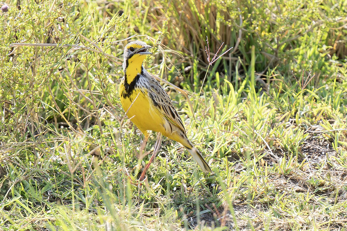 Sarı Gerdanlı İncirkuşu - ML643389594