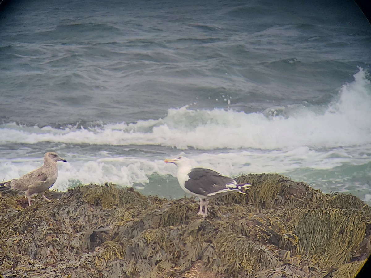 Mugnaiaccio - ML643389599