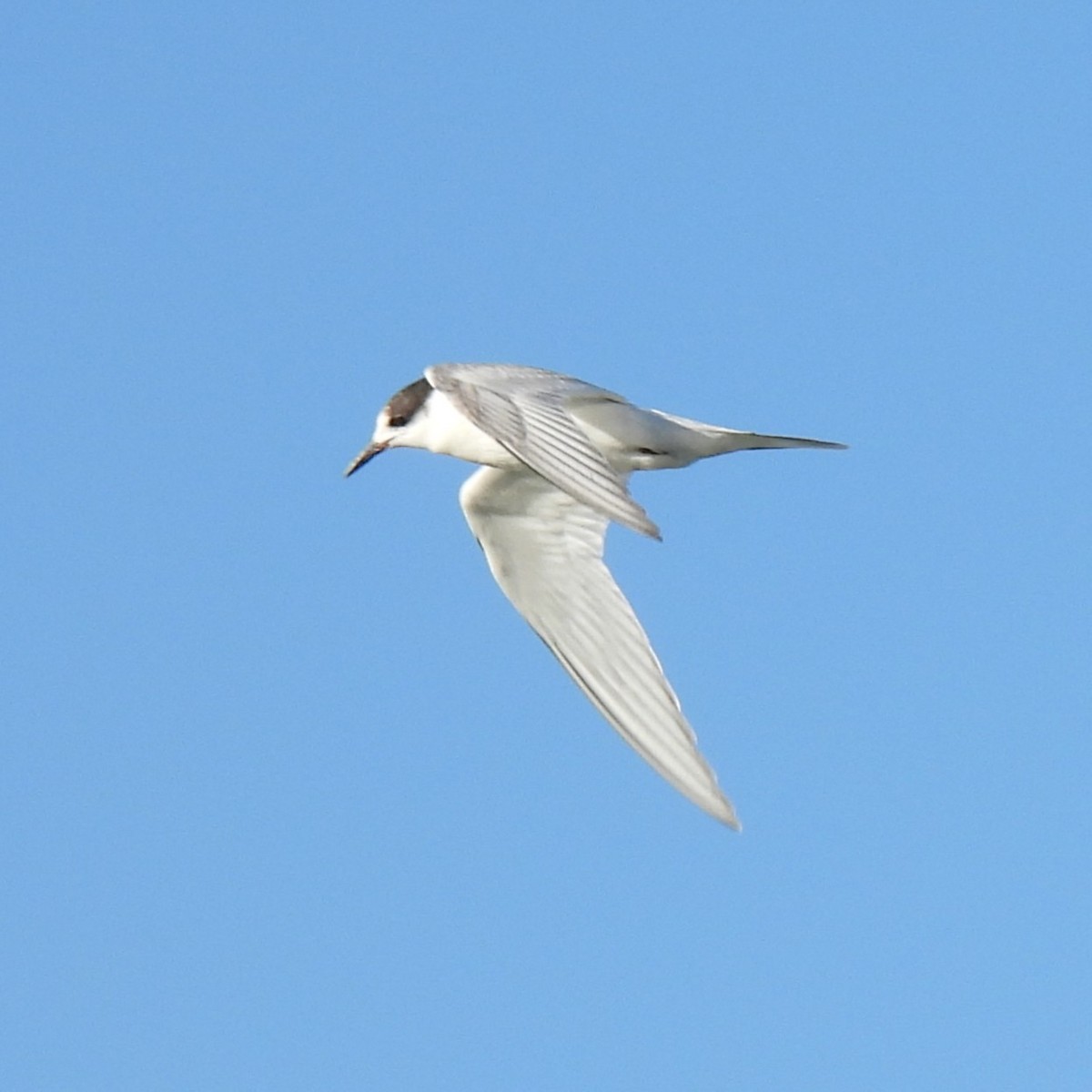 Arctic Tern - ML643389607
