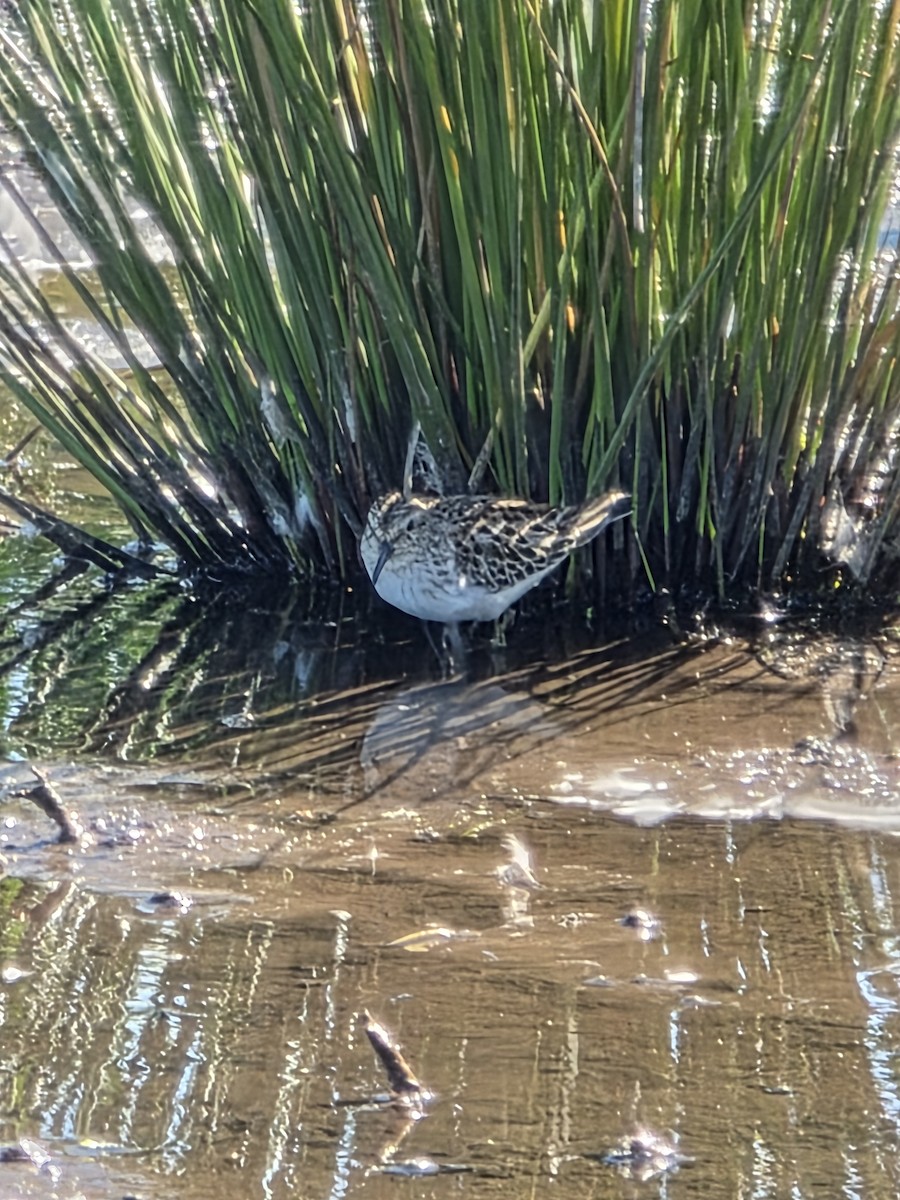 Baird's Sandpiper - ML643389623
