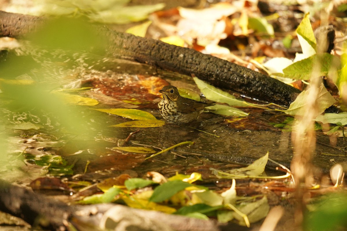 Swainson's Thrush - ML643389625
