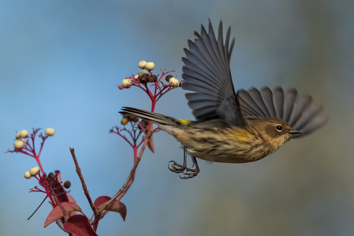 Yellow-rumped Warbler - ML643389626