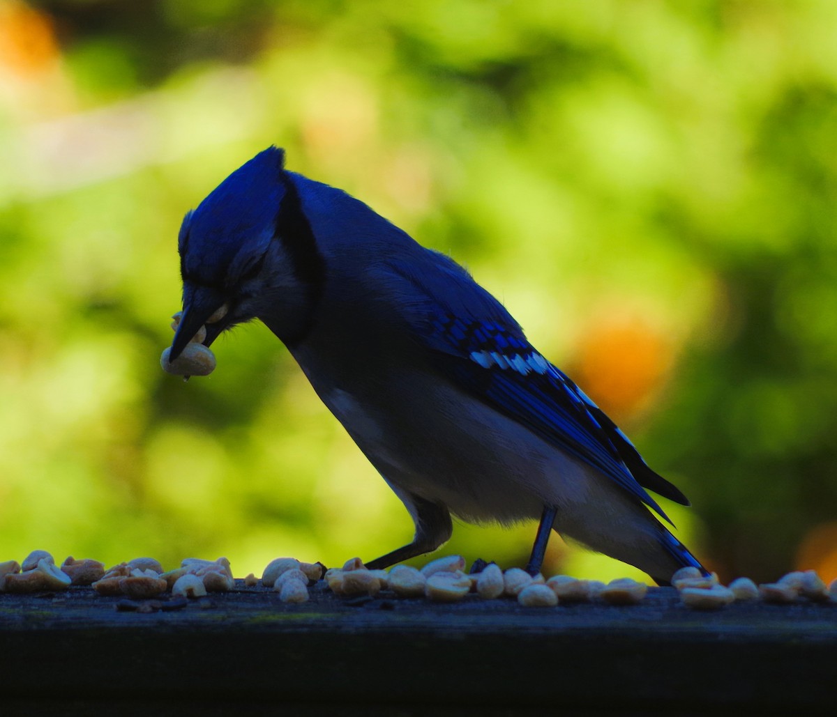 Blue Jay - ML643389636