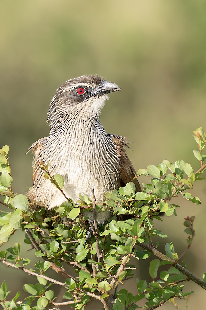 Ak Kaşlı Kukal - ML643389639