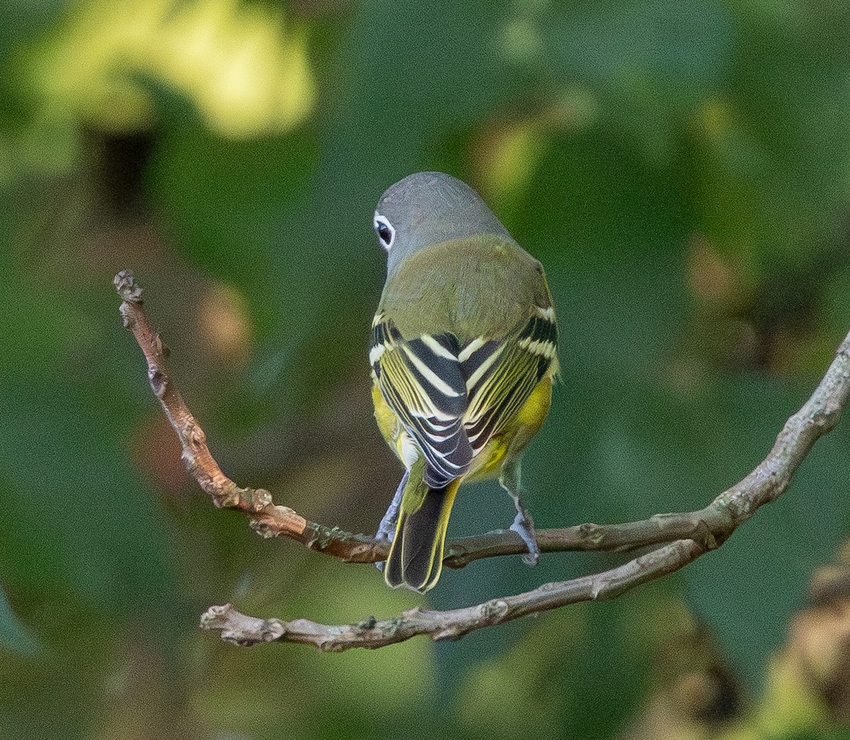 eremittvireo - ML643389652