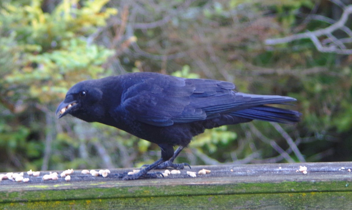 American Crow - ML643389653