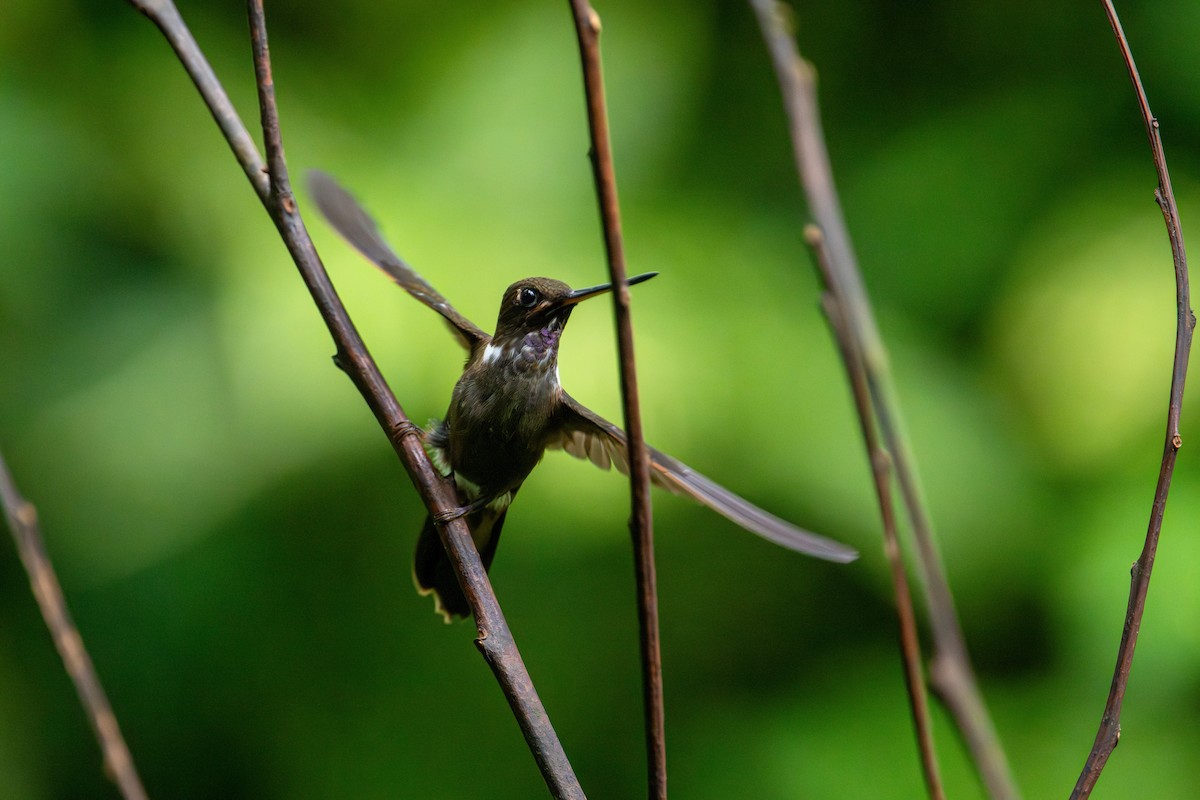 Brown Inca - ML643389664