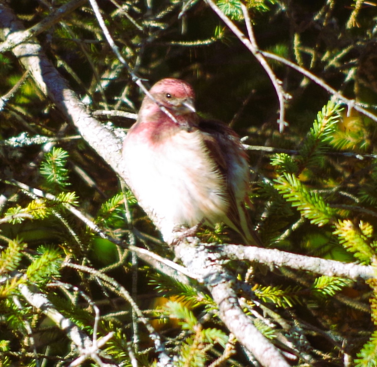 Purple Finch - ML643389666