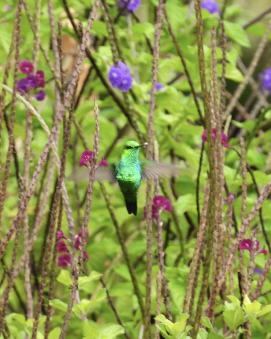 Western Emerald - ML643389704