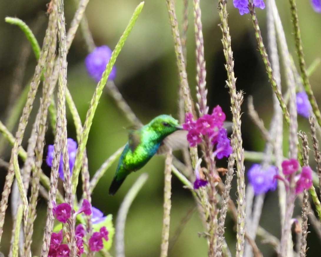 Western Emerald - ML643389705