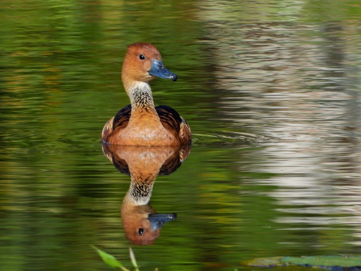 Fulvous Whistling-Duck - ML643389708