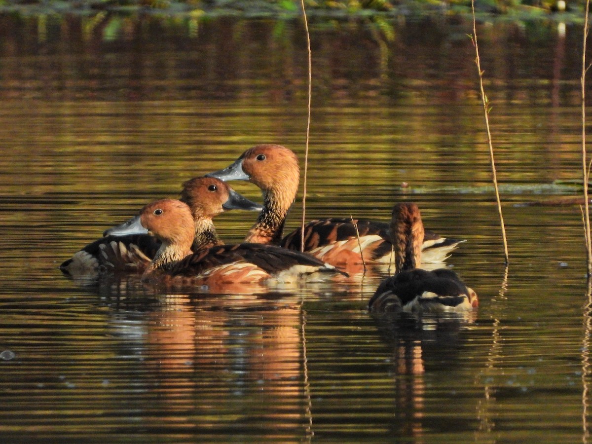 Fulvous Whistling-Duck - ML643389709