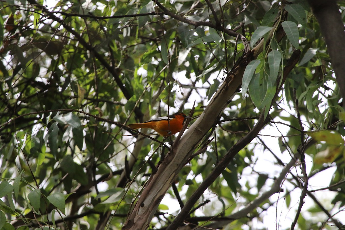 Bullock's Oriole - ML643389716