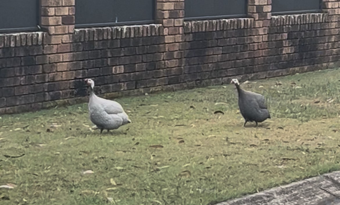 Helmeted Guineafowl (Domestic type) - ML643389721