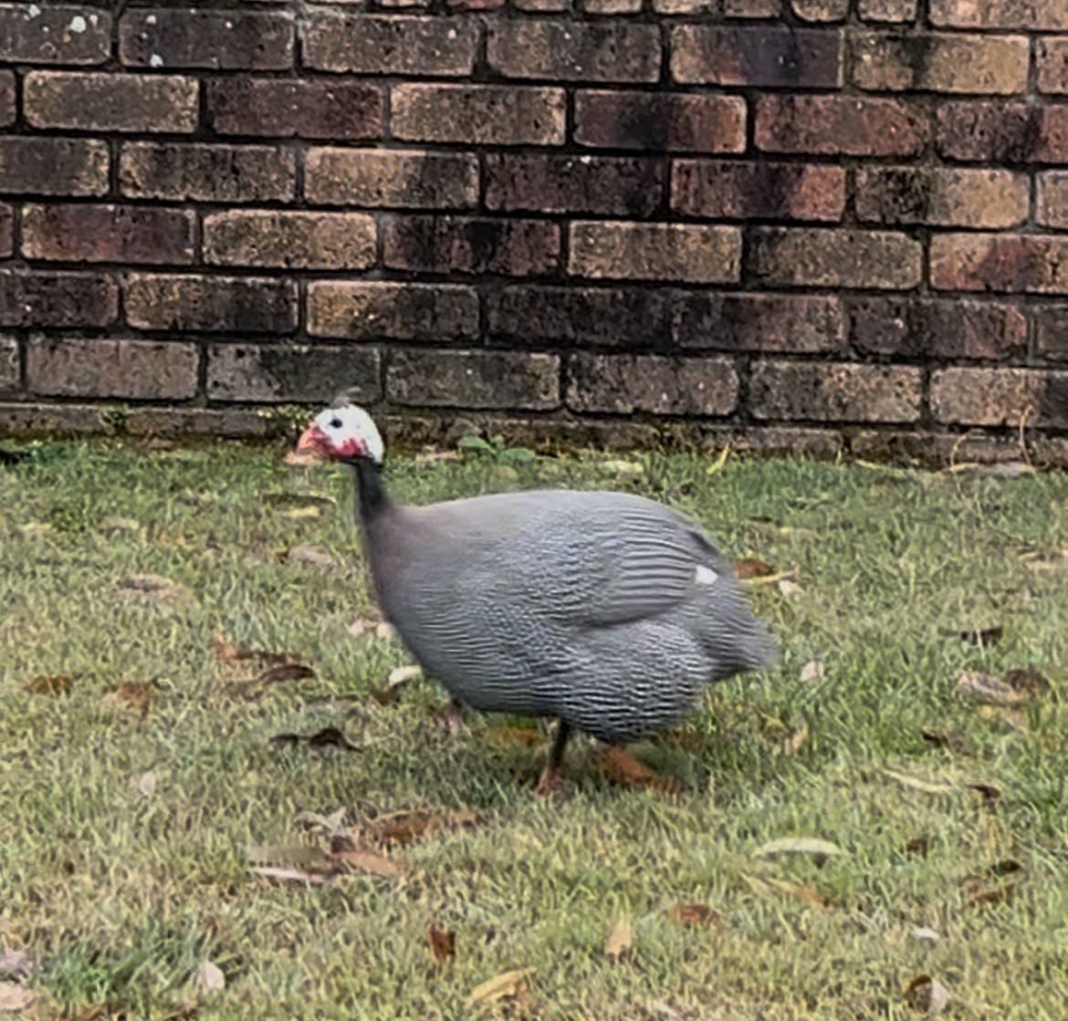 Helmeted Guineafowl (Domestic type) - ML643389722